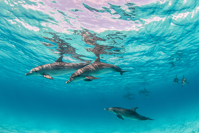 Beautiful Shot Cute Dolphins Hanging Out Underwater Bimini Bahamas