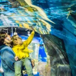 Father Son Look Fish-Aquarium Oceanarium SEA LIFE Bangkok