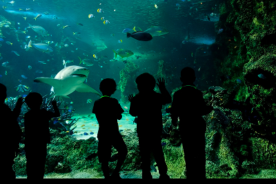Silhouette Children Looking Fish Aquarium