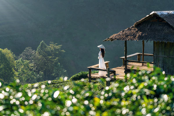 Asian Woman Wearing Vietnam Culture Traditional Green Tea Field